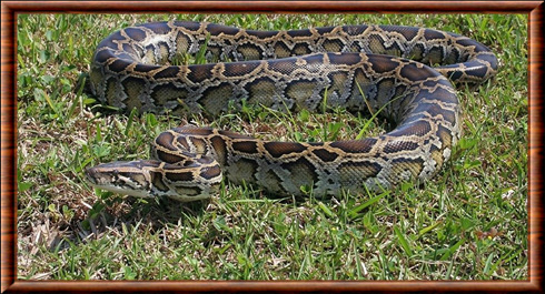 Indian python