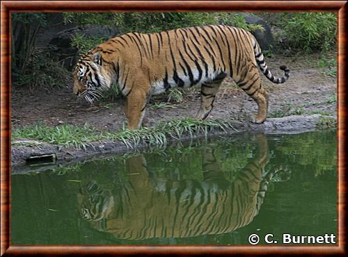 Indochinese tiger (Panthera tigris corbetti)