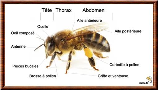 Insecte anatomie abeille
