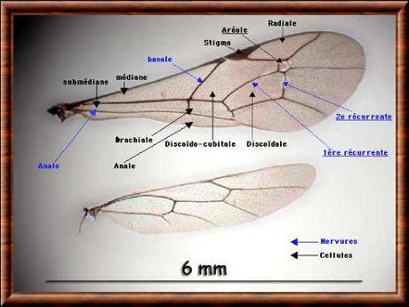 Insecte anatomie aile