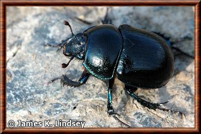 Insecte Coleoptera