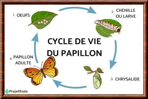 Insecte cycle vie papillon