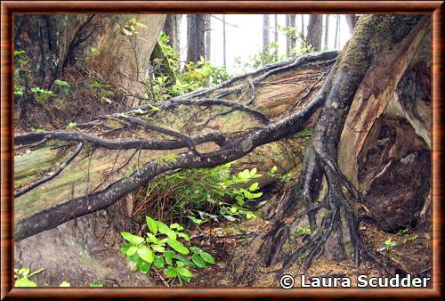 Insectes habitat