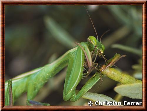 Insecte mante religieuse