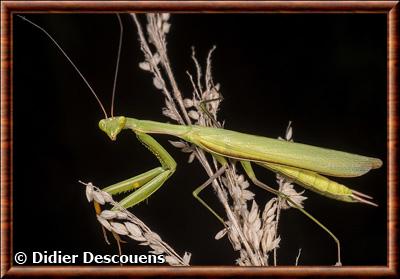 Insecte Mantodea