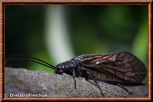 Insecte Megaloptera