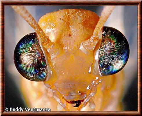 Insecte oeil fourmi