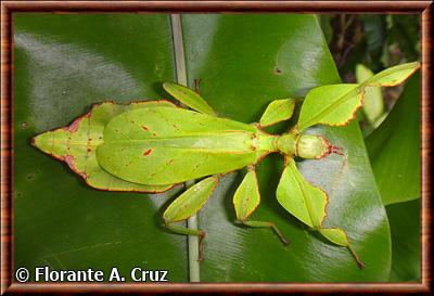 Insecte Phasmatodea