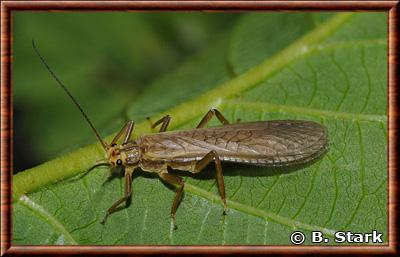 Insecte Plecoptera