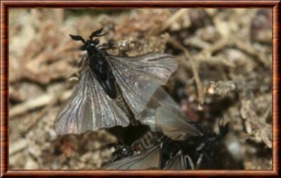 Insecte Strepsiptera