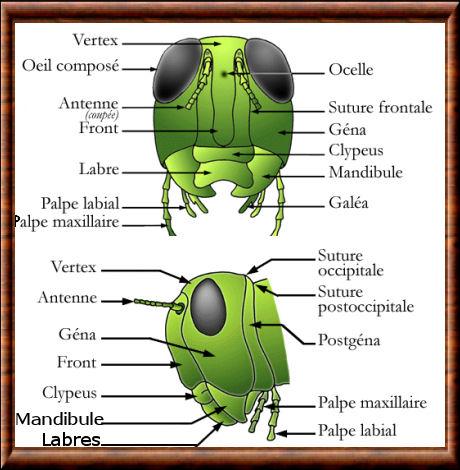 Insecte tete sauterelle