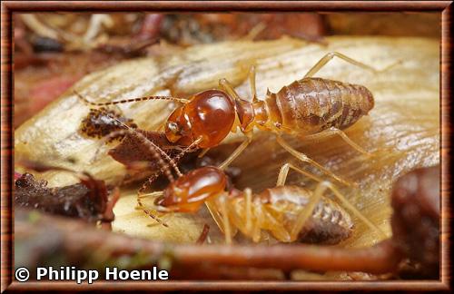 Insecte xylophage termite
