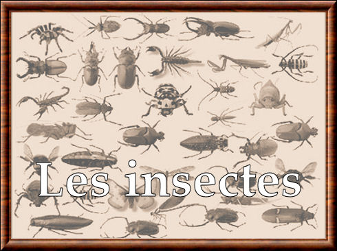 Insectes