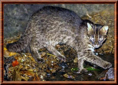 Iriomote cat (Prionailurus iriomotensis)