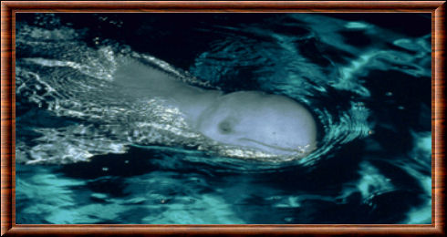 Irrawaddy dolphin