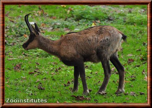 Isard zoo d'Hellabrunn.jpg