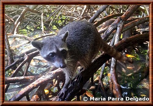 Isthmian Raccoon