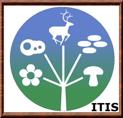 Integrated Taxonomic Information System