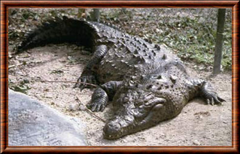 Crocodile de Cuba (Crocodylus rhombifer)