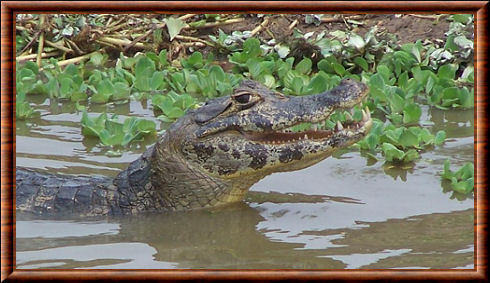 Jacara (Caiman yacare)