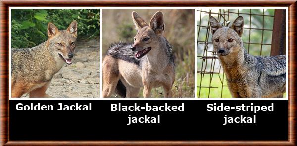 Jackal