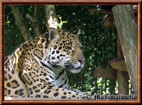 Jaguar (Panthera onca)