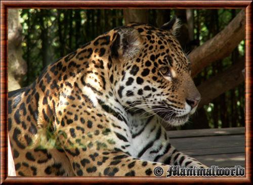 Jaguar portrait