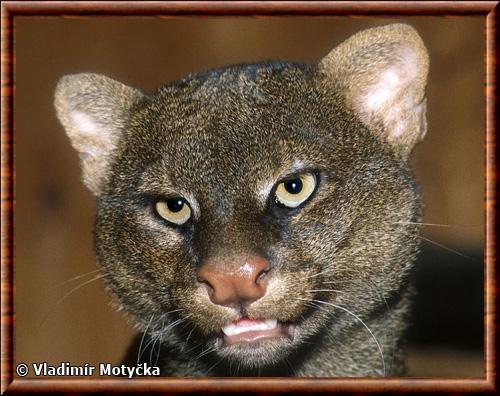 Jaguarondi gros plan