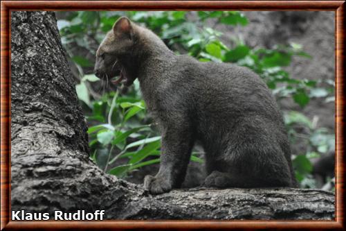 Jaguarondi juvenile zoo de Berlin