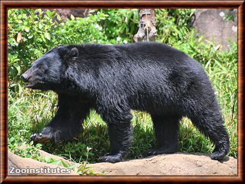 Japanese black bear