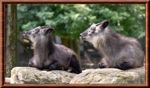 Japanese serow