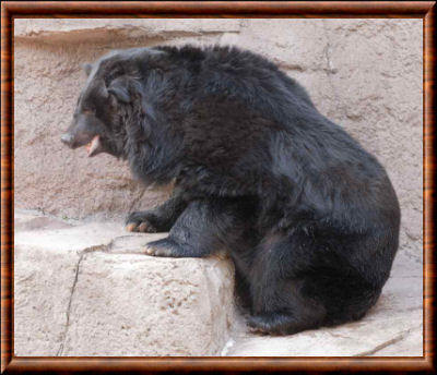 Japanese black bear