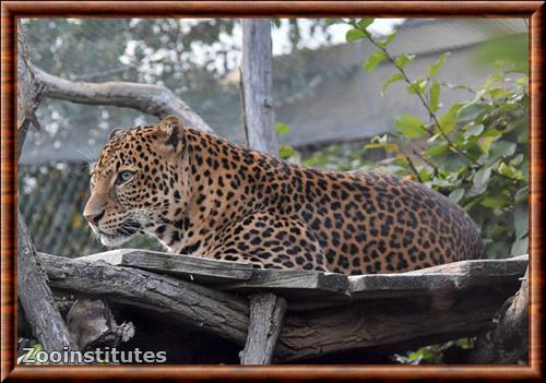 Javan leopard (Panthera pardus melas)