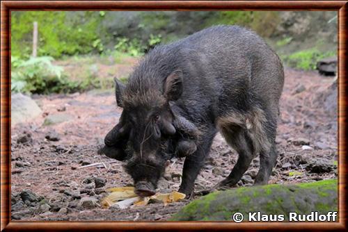 Javan warty pig (Sus verrucosus)