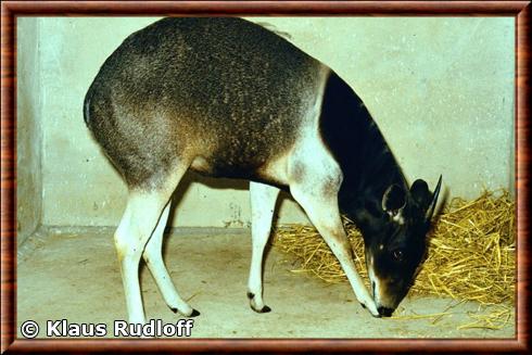 Jentink's Duiker