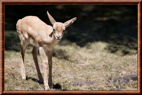 Jeune gazelle a goitre.jpg