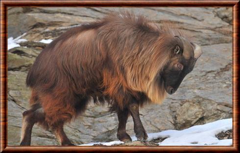 Jharal prague zoo