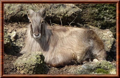 Jharal Stadt Haag zoo