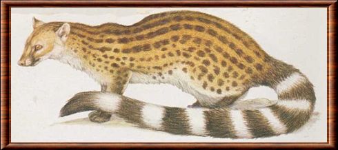 Johnston's genet