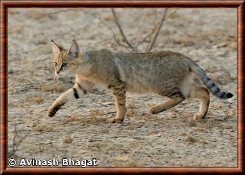 Jungle cat (Felis chaus)