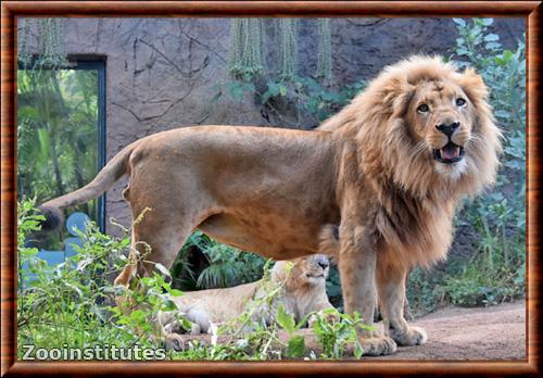 Katanga lion (Panthera leo bleyenberghi)