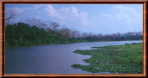 Kaziranga paysage