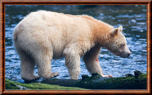 Kermode bear