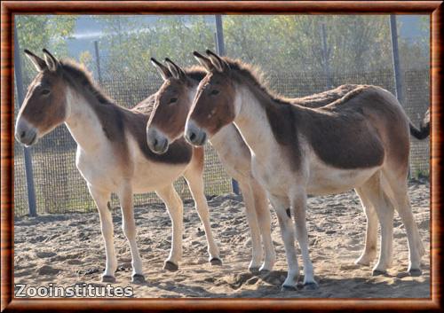 Kiang zoo de Moscou