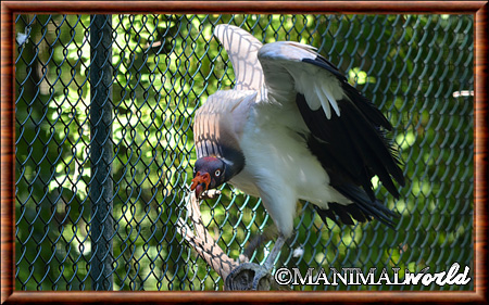 King vulture