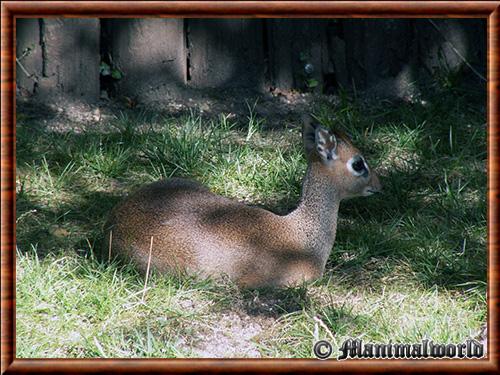 Kirk's dik-dik