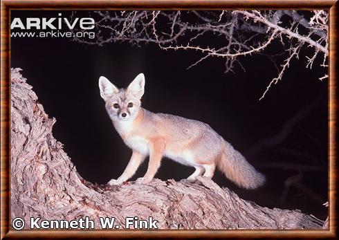 Kit fox (Vulpes macrotis)