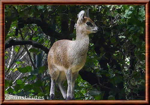 Klipspringer