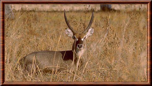 Kobus ellipsiprymnus