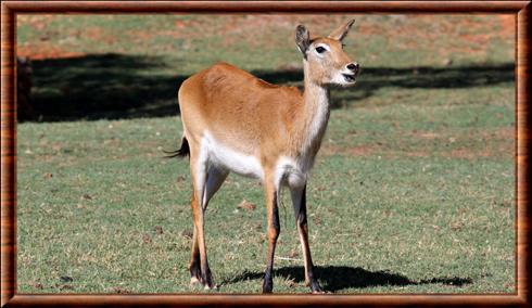 Lechwe rouge (Kobus leche leche)